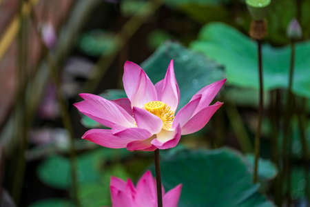 Pink water lily flower. Lotus flower in Vietnam. Close upの写真素材