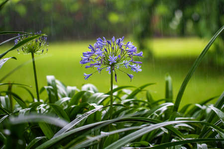 Agapanthus praecox, blue lily flower during tropical rain, close up. African lily or Lily of the Nile is popular garden plant in Amaryllidaceae family. Tanzania, east Africaの写真素材