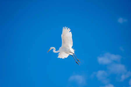 Flying white heron on blue sky background. Malaysiaの写真素材