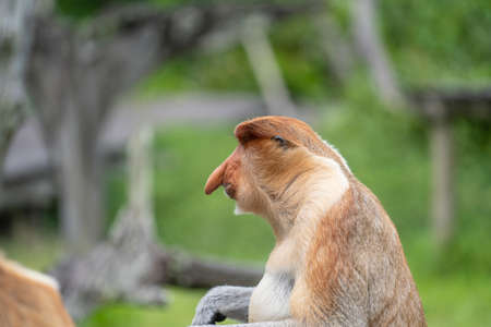 Family of wild Proboscis monkey or Nasalis larvatus or Dutch monkey, in the rainforest of island Borneo, Malaysia, close up. Amazing monkey with a massive pendulous noseの写真素材