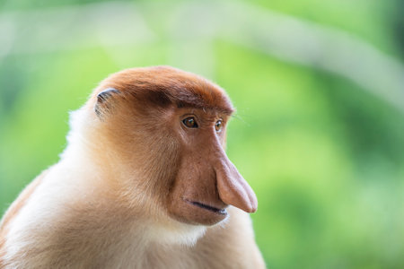 Family of wild Proboscis monkey or Nasalis larvatus or Dutch monkey, in the rainforest of island Borneo, Malaysia, close up. Amazing monkey with a massive pendulous noseの写真素材
