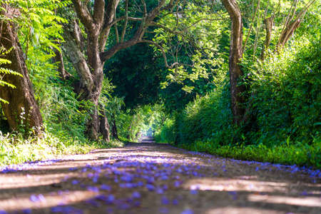 The long way of road beside big green trees like tree tunnel way. Tanzania, east Africa.