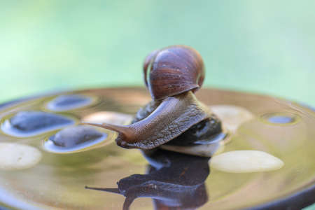 A snail in a shell crawls on a ceramic pot with water, summer day in garden, close up, island Bali, Indonesiaの写真素材