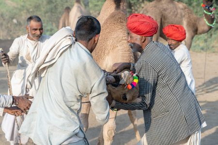 PUSHKAR, INDIA - NOVEMBER 14, 2018: Indian men and herd camels in desert Thar during Pushkar Camel...