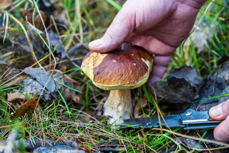 Man hand cuts a white mushroom in the wild forest in autumn day, close up. Ukraine. Boletus edulis in the forest, mushrooming and finding the gourmet mushroomsの写真素材