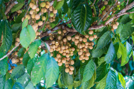Langsat or Longkong or Lansium parasiticum is ready to harvest, too many productive found on the tropical fruit tree, Thailand, close upの写真素材