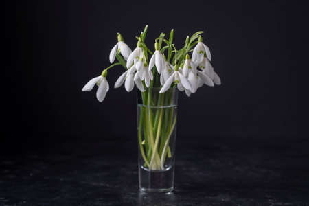 Spring snowdrops in glass with water on black background. Beautiful first spring flowers, close upの写真素材