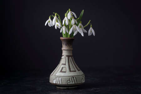 Spring snowdrops on black background. Beautiful first spring flower, close up.の写真素材
