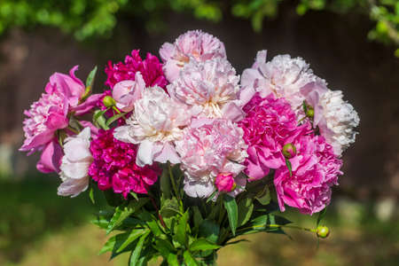 Beautiful bouquet of flowers peonies in garden, Ukraine. Red, pink and white peony albiflora or paeonia officinalis, close upの写真素材