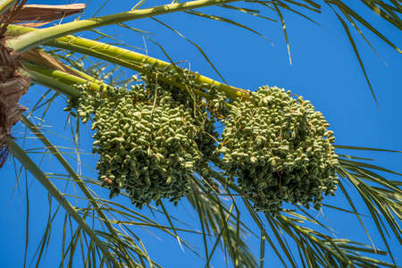 Date palm branch with green unripe dates on blue sky background in Sharm El Sheikh, Egypt, Africaの写真素材