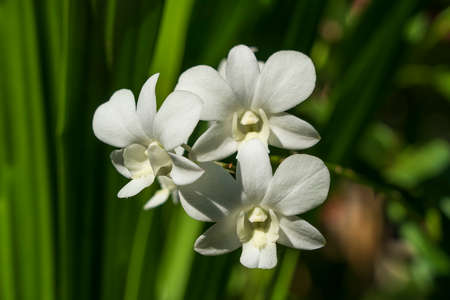 White orchid flowers in tropical garden on the island Koh Phangan, Thailand. Close upの写真素材