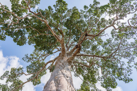 The big tropical tree with sky background, view from below. Scientific name Dipterocarpus alatus or...