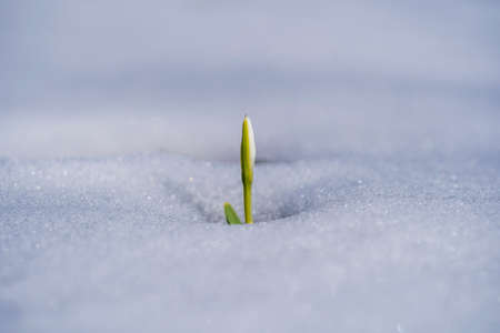 Beautiful first spring flower, close up. Spring snowdrops rising out from the white snow. Nature concept. Ukraineの写真素材