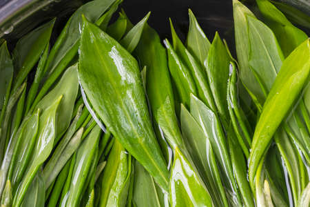 Freshly picked wild garlic leaves for washing in water in a metal bowl, close up, top view. Healthy leaves of green wild leekの写真素材