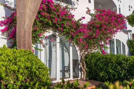 Detail of white wall with balcony of a house and red flower tree on the street of Egypt in Sharm El Sheikhの写真素材