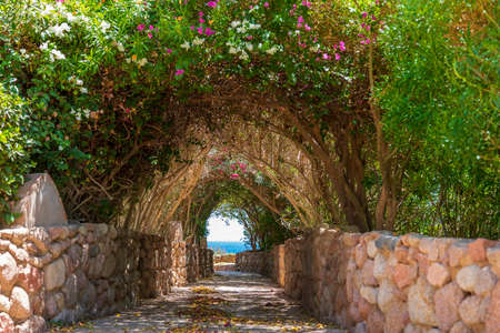 Road to the sea through a tunnel with colorful flowers in the resort town of Sharm El Sheikh, Egypt