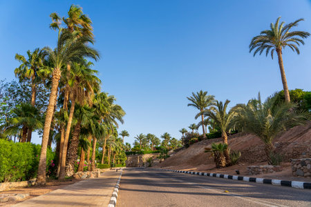 Empty road, red flowers and palm trees on the street of Egypt in Sharm El Sheikhの写真素材
