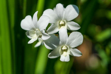 White orchid flowers in tropical garden on the island Koh Phangan, Thailand. Close upの写真素材
