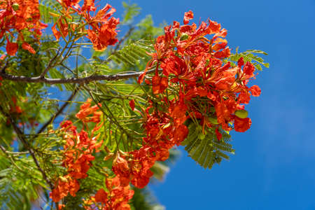 Summer colorful tree with red tropical flowers on blue sky background on the island of Zanzibar, Tanzania, east Africa, close upの写真素材