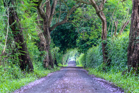 The long way of road beside big green trees like tree tunnel way. Tanzania, east Africa.の写真素材