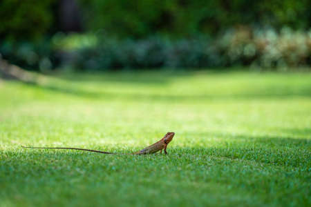 Lizard strolling in the green grass in Thailand, close up. Animal and nature concept.の写真素材