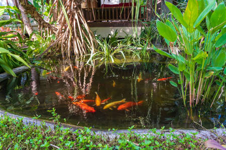 A group of Koi or jinli or nishikigoi or brocaded carp fish in a tropical garden near home. Close up. Island Koh Phangan, Thailandの写真素材
