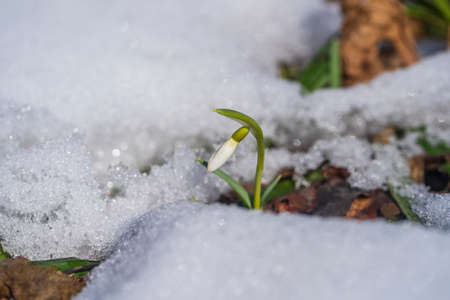 Beautiful first spring flower, close up. Spring snowdrops rising out from the white snow. Nature concept. Ukraineの写真素材