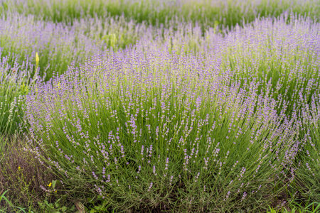 Lavender fields and macro flowers in summer, Transnistria, Moldova, close upの写真素材