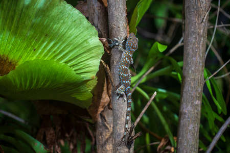Tokay gecko on a tropical tree at night on the island of Koh Phangan, Thailand. Animal and nature conceptの写真素材