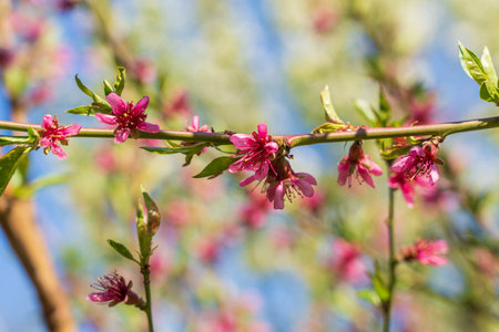 Sprig of pink flowers blooms on an apricot tree against a blue sky, close upの写真素材