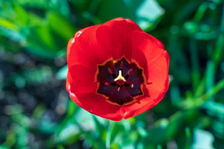 Top view of open red tulip, close up