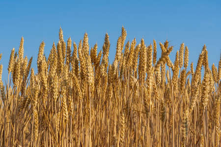 Golden wheat field on a sunny day against blue sky in the morning, close up. Harvest concept. Wheat...