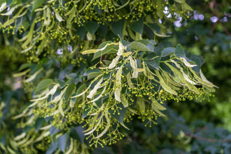 Linden tree branches in bloom, springtime flowering small leaved lime, green leaves in spring day, close up, Moldovaの写真素材