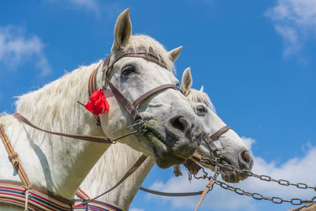Close up view of beautiful two white horses harnessed in a cart on a blue sky background on a sunny summer day, animal and nature conceptの写真素材