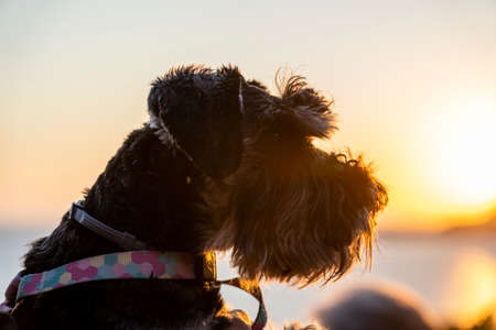 Portrait of black and silver miniature schnauzer shoot in nature during sunset, close up, outdoorsの写真素材