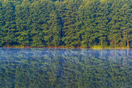 Green forest by the lake in reflection in the calm water, Ukraine. Beauty in nature
