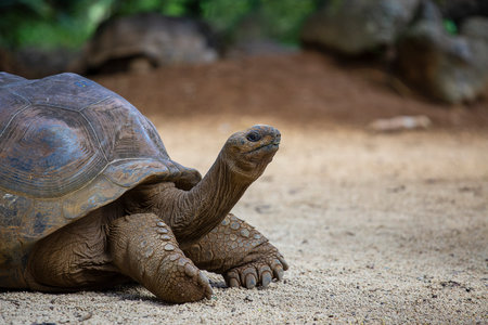 The Seychelles giant tortoise or aldabrachelys gigantea hololissa, also known as the Seychelles domed giant tortoise. Giant turtle in island Mauritius, close upの写真素材
