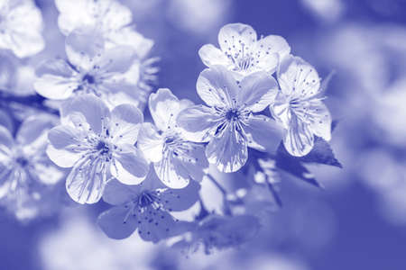 White flowers of the cherry blossoms on a spring day over sky background. Flowering fruit tree....