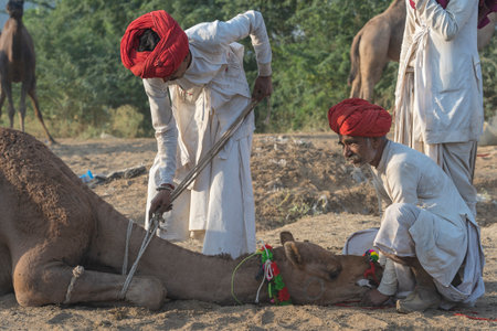 Pushkar, India - Nov 14, 2018: Indian men and camel in the desert Thar during Pushkar Camel Mela near holy city Pushkar, Rajasthan, India. This fair is the largest camel trading fair in the worldのeditorial素材