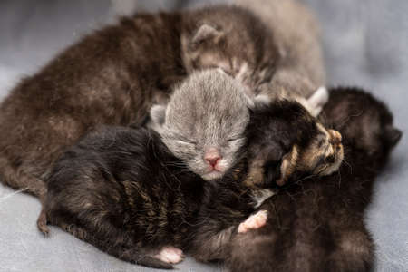 Little newborn kittens with closed eyes are waiting for the cat. Cute funny home pets. Close up domestic animals. Blind kittens on the first day of lifeの写真素材
