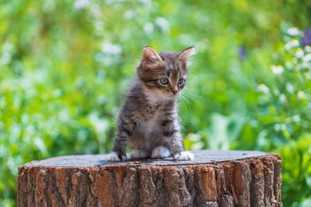 Little gray kitten are waiting for the cat. Cute funny home pets. Close up domestic animals. Kitten at two months old of life on nature, outdoorsの写真素材