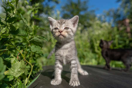 Little newborn gray kitten are waiting for the cat. Cute funny home pets. Close up domestic animals. Kitten at one month old of life on nature, outdoorsの写真素材