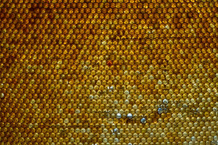 Closeup of a honeycomb with honey. Background texture and pattern of a section of wax honeycomb from...