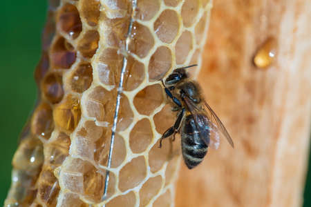 Bee on the honeycomb, macro photo. Bees produce fresh, healthy, honey. Beekeeping conceptの写真素材