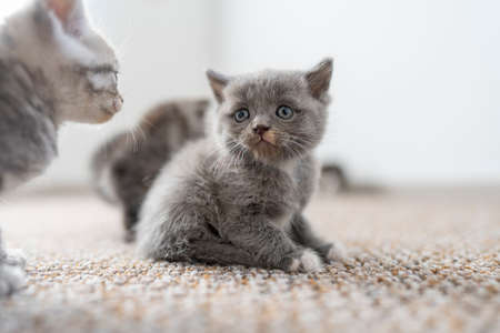 Little newborn gray kitten are waiting for the cat. Cute funny home pets. Close up domestic animals. Kitten at one month old of life in home, indoorsの写真素材