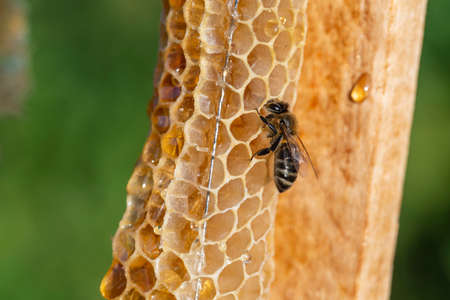 Bee on the honeycomb, macro photo. Bees produce fresh, healthy, honey. Beekeeping conceptの写真素材