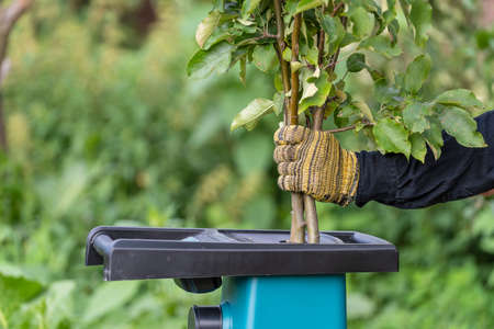Hands put branches into garden shredder, close up. Man throws branches into a garden chopper or wood...