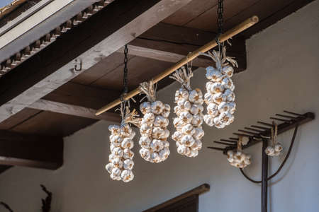 Ripe bunches of garlic on white wall at home in yard in ethnographic village Holloko, Hungary, Europe. Crops being dried at the yardの写真素材