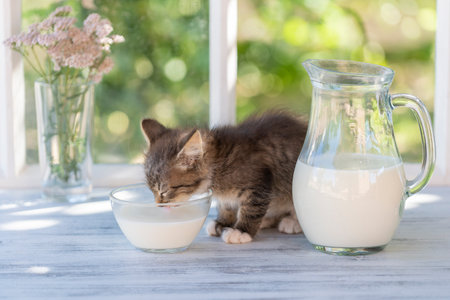 Gray little kitten eats milk food from a glass bowl on the windowsill near the window at home on a summer day near the garden. Close up domestic animals. Kitten at two months old of lifeの写真素材