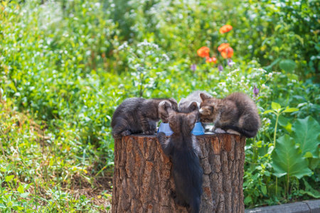 Little four kittens eats milk food from a plate on a summer day near the garden. Cute funny home pets. Close up domestic animals. Kitten at two months old of life on nature, outdoorsの写真素材